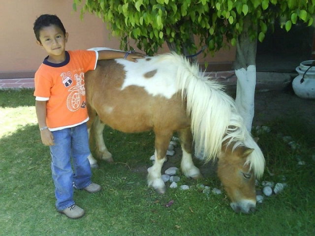 pony en tu fiesta
